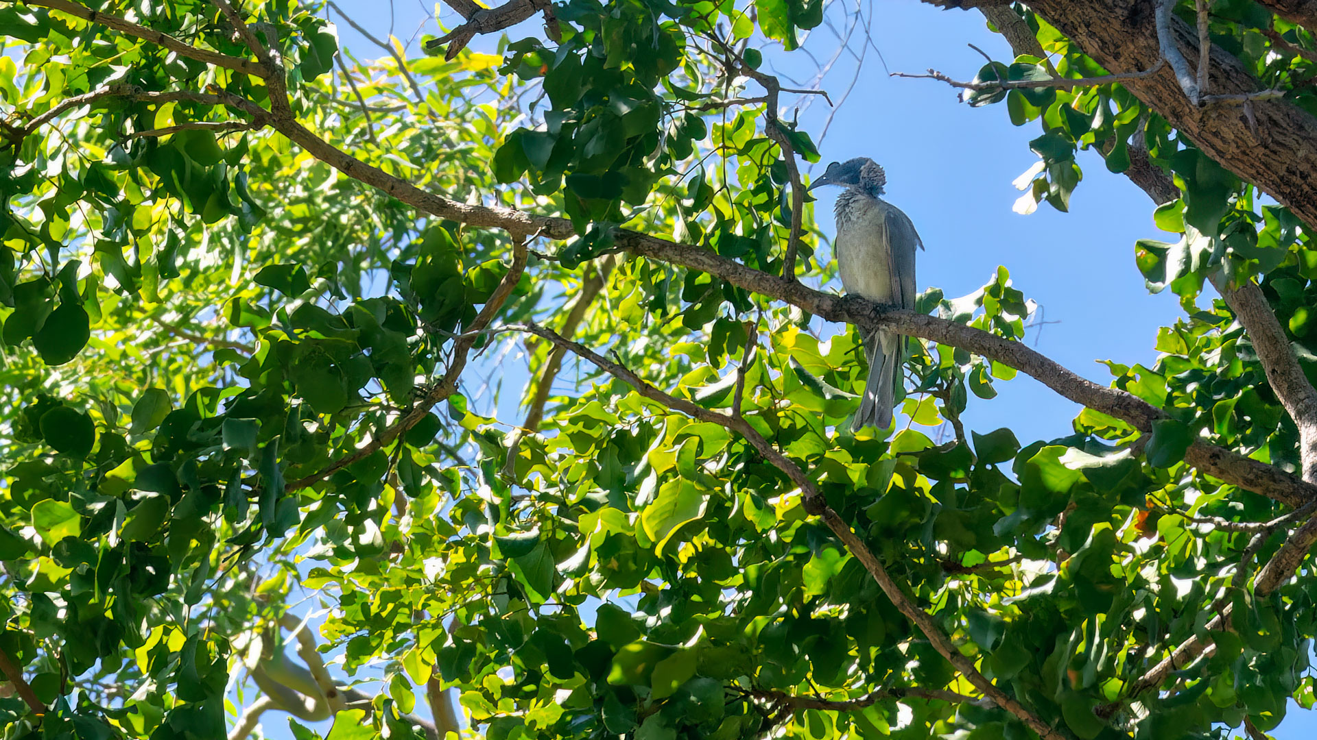 Kakadu National Park - Weißscheitel-Lederkopf